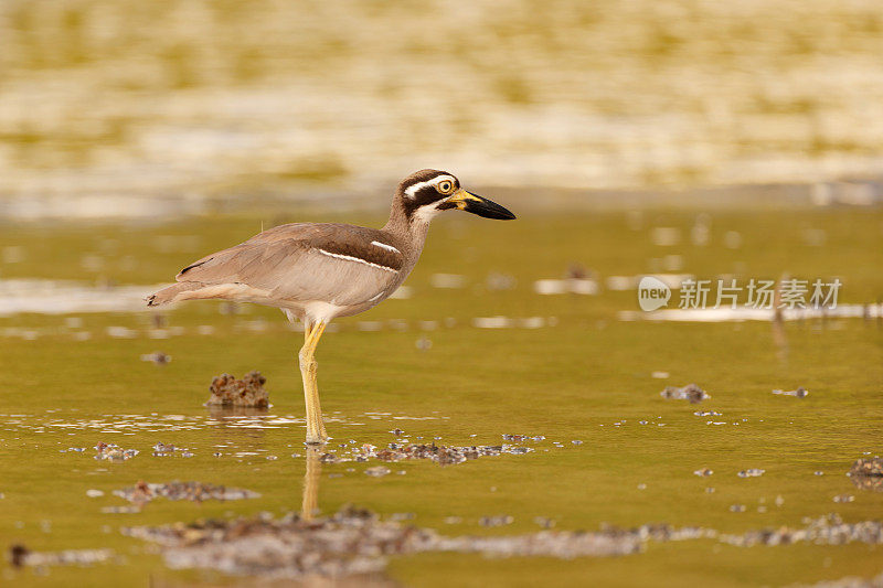 海鸟:成年滩粗膝(Esacus magnirostris)，又称滩石杓鹬。